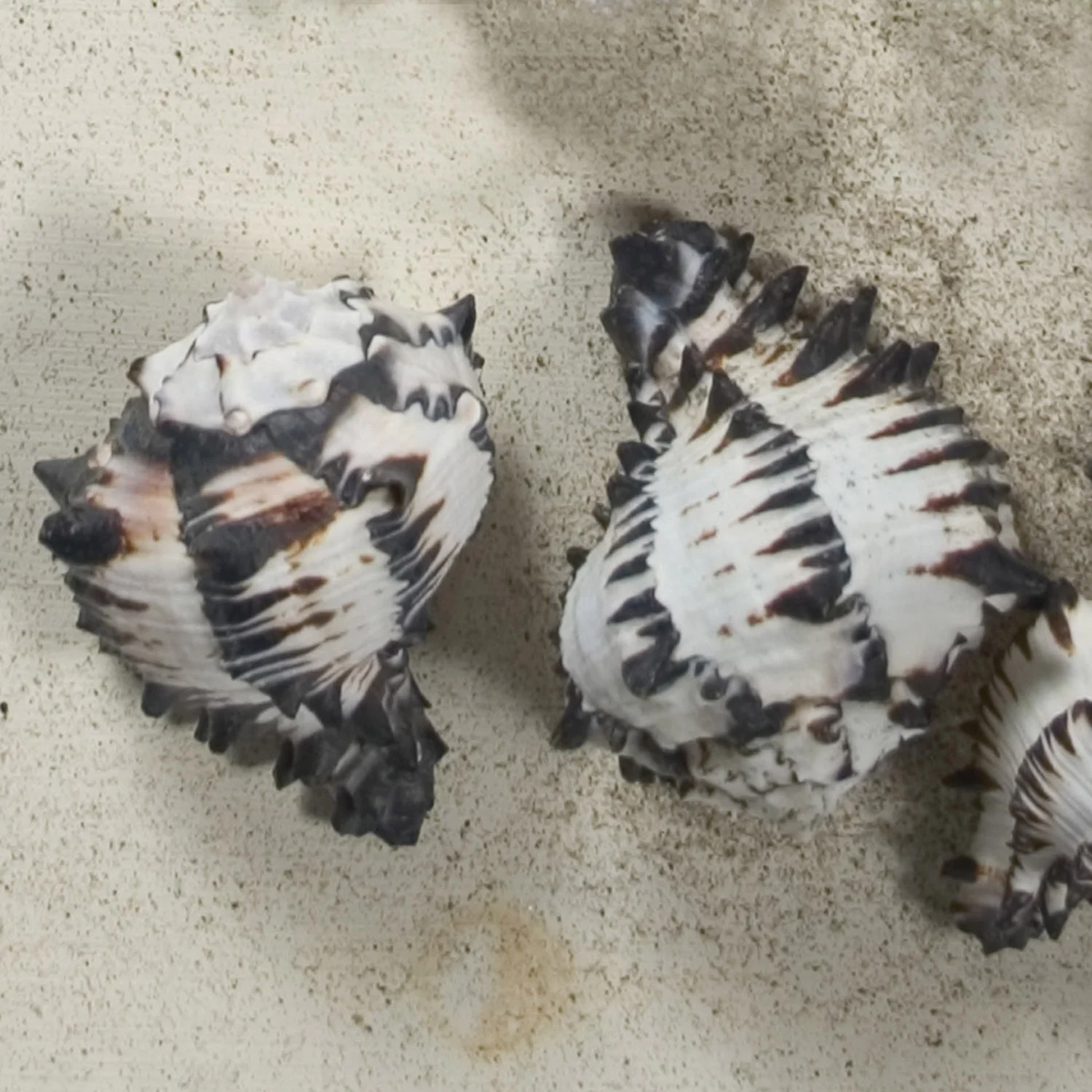 Black Murex Seashell - Image 2