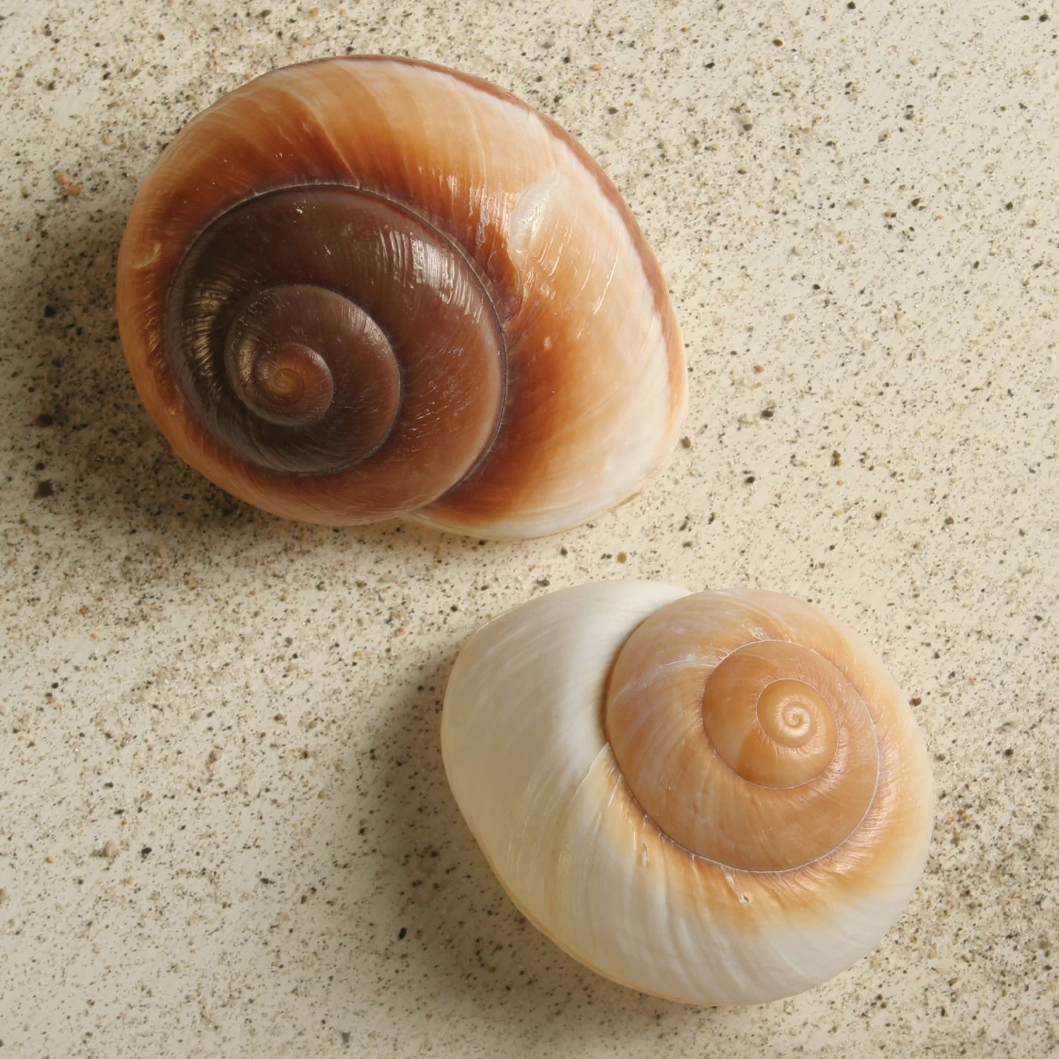 Brown Snail Seashell - Image 2
