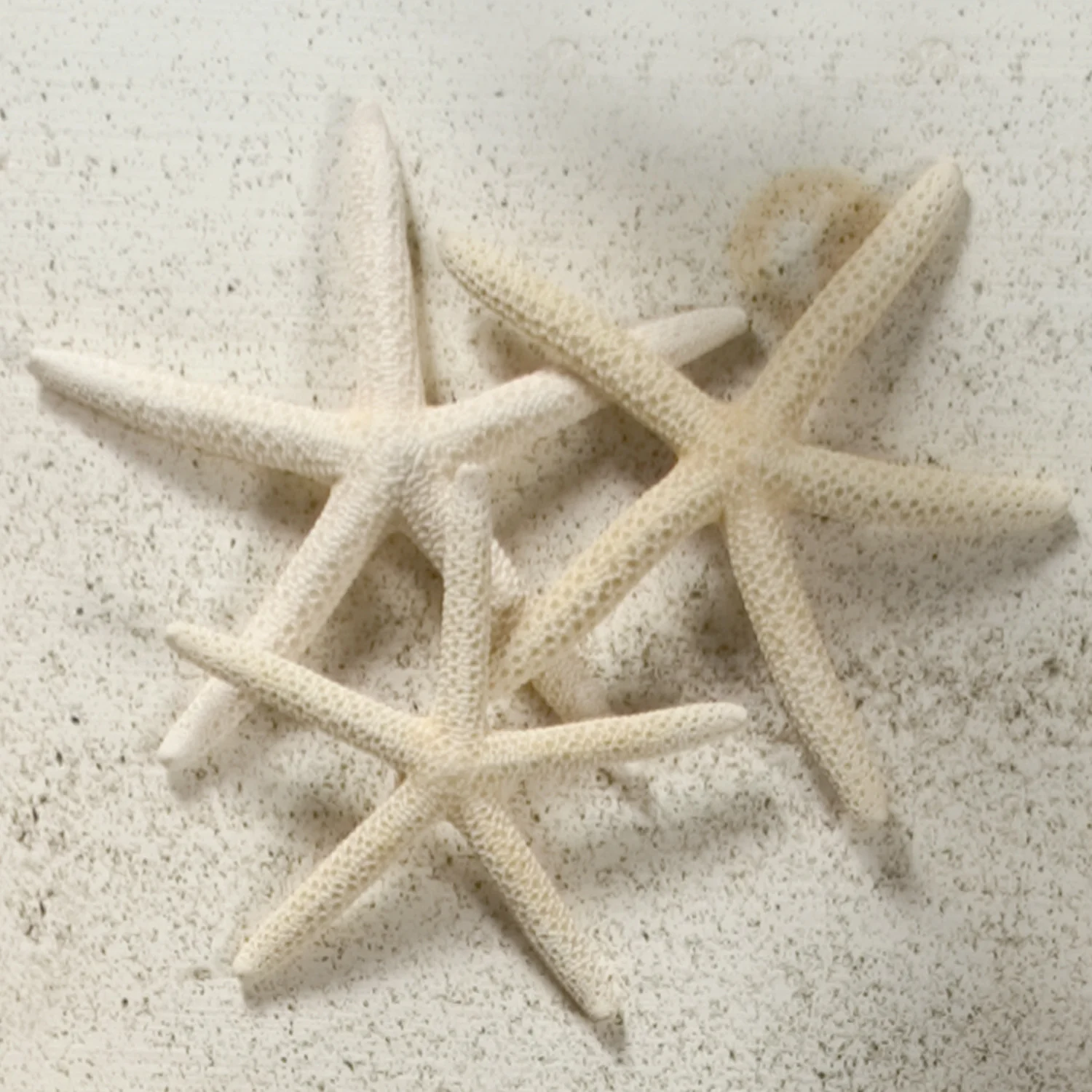 Finger Starfish Seashell - Image 2