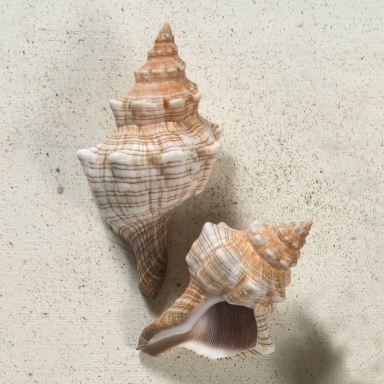 Fox Shell Seashell - Image 2