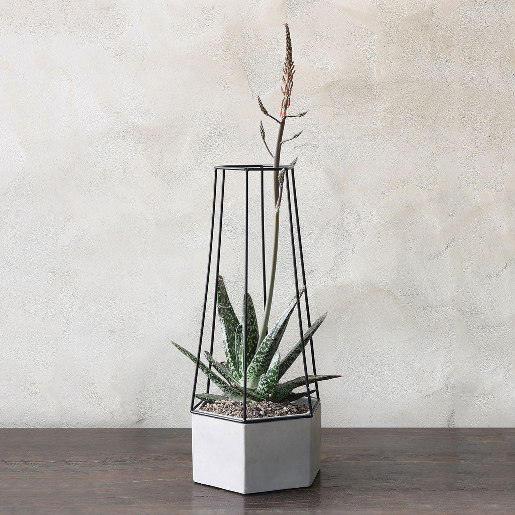 Irving Planter Cement - Image 6