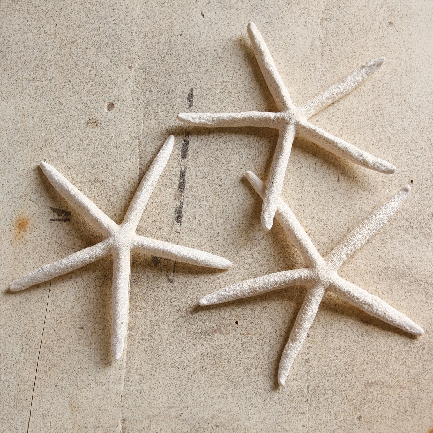 Large Finger Starfish Seashell - Image 2