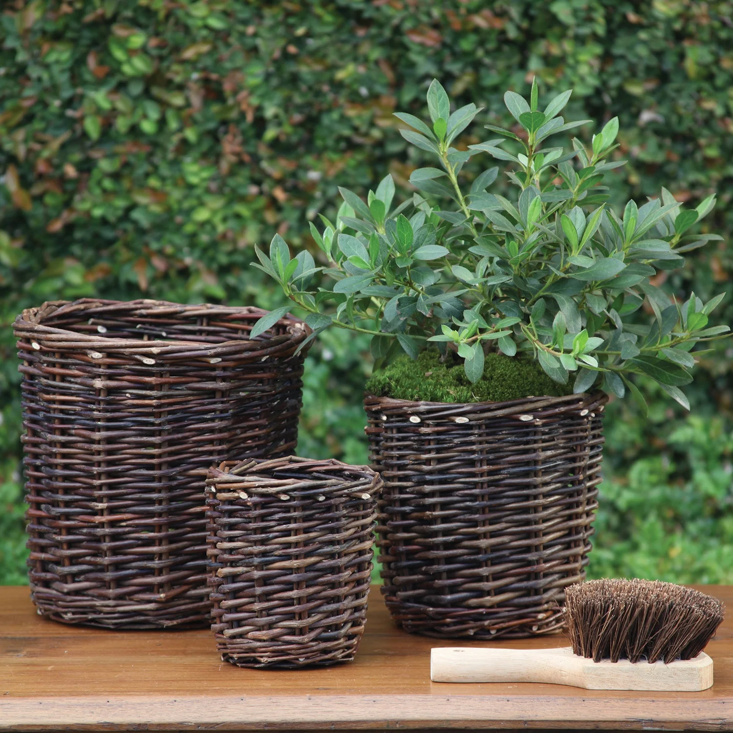 Orchard Willow Cachepots - Image 5