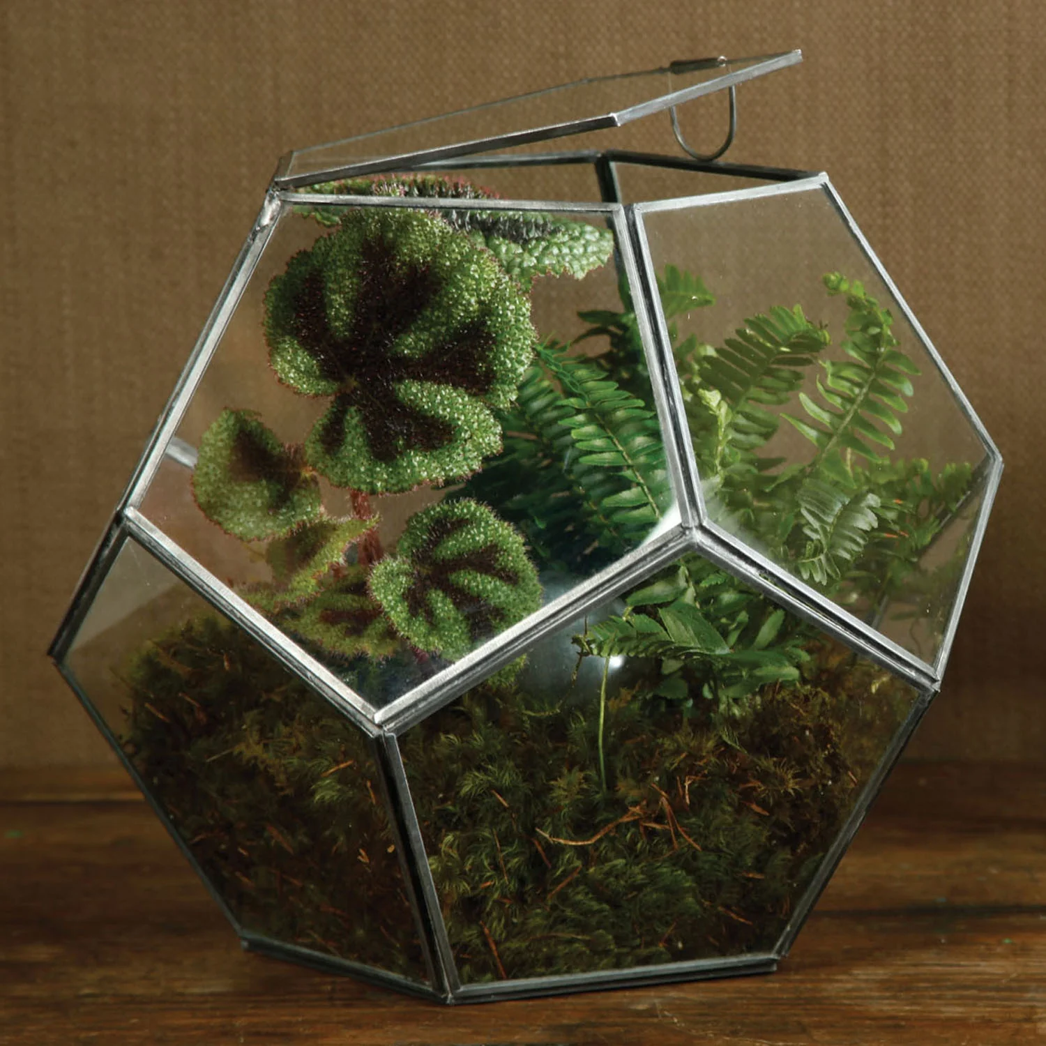 Pollux Faceted Terrarium - Image 3