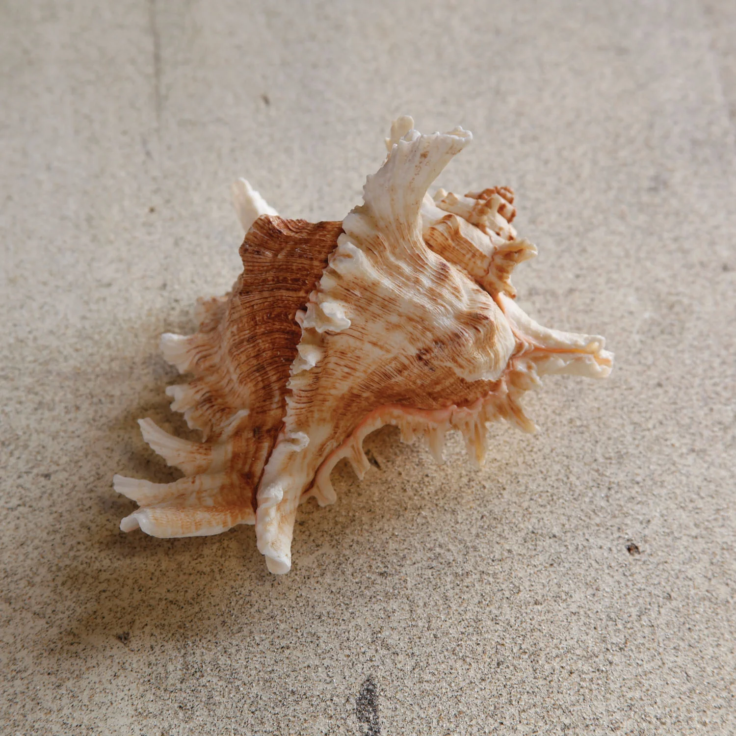 Ramosa Murex Seashell - Image 2
