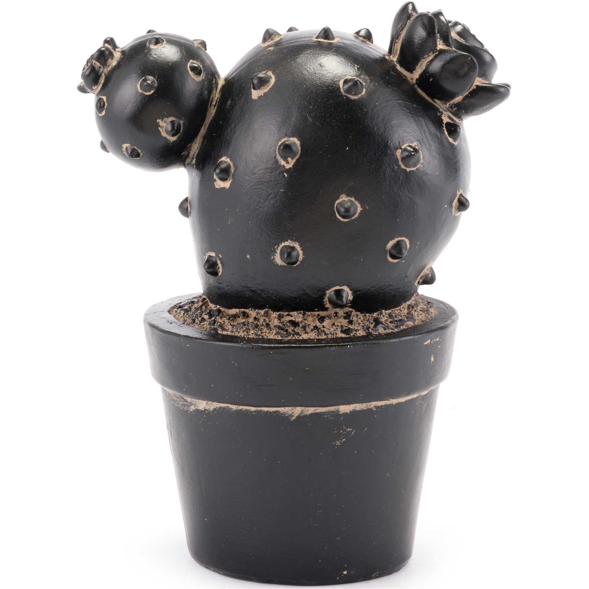 Rebutia Cactus Black - Image 2