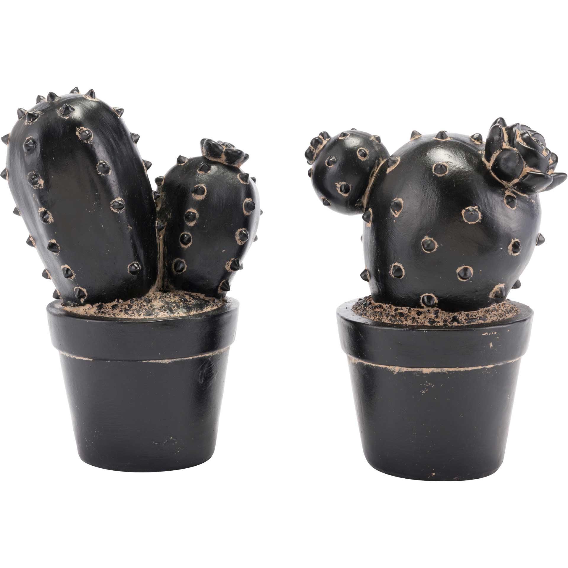 Rebutia Cactus Black - Image 3
