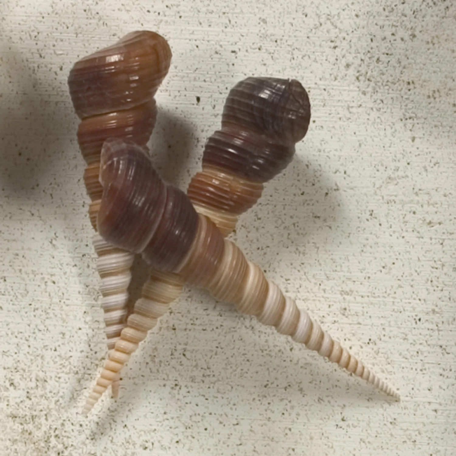 Turretella Seashell - Image 2